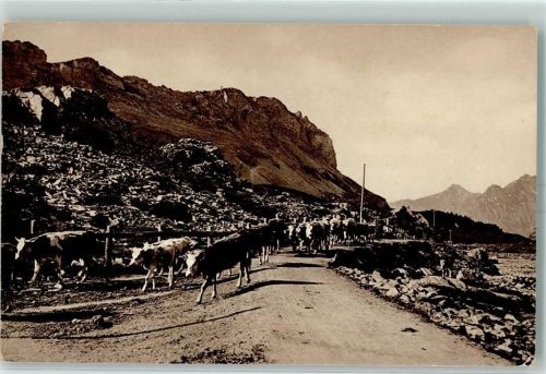Gemmipass Wallis Kuhherde