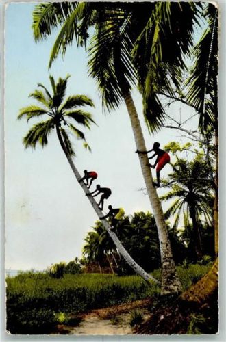 Dakar Kokosnussernte