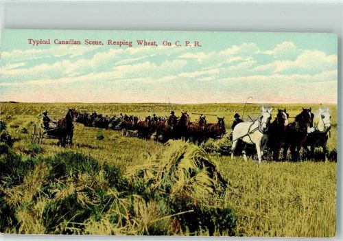 Canadian Scene, Reaping Wheat Tiergespanne