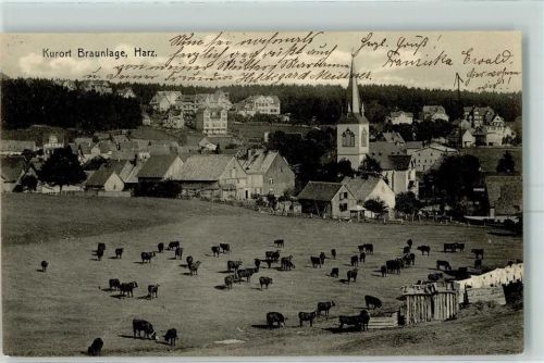 Braunlage 1909 Kuhherde