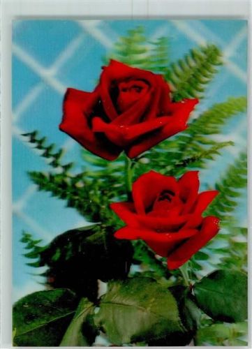 rote Rosen Farn Blumengitter Roses before lattice KD-1114
