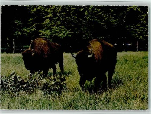 Springe Bison