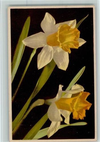 Photochromie Serie 663 Nr. 1888 - Narzisse - Blumen