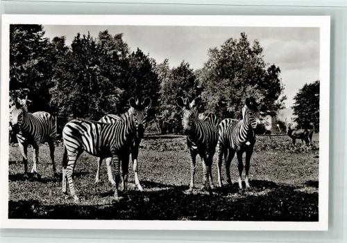 Nr. 8 Steppen Zebras im Tierpark Hellabrunn , gute Erhaltung