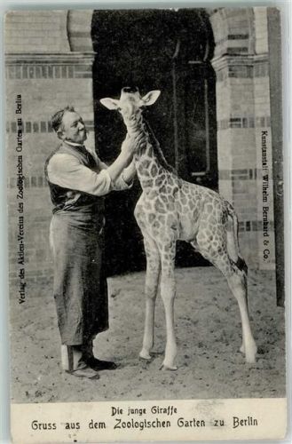 1912 Junge Giraffe und Tierpfleger AK