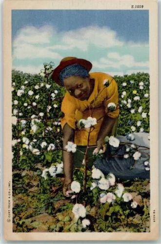 Cotton Picking Series Baumwolle Ernte Schwarzafrikaner
