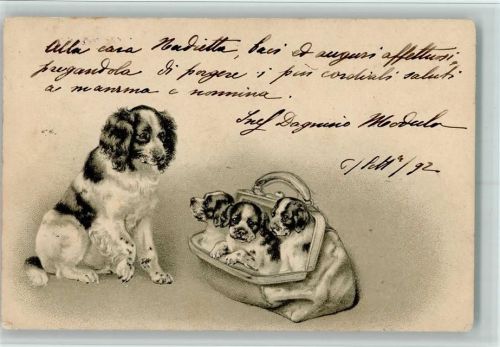 1902 Welpen in einer Reisetasche AK