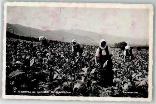 Sofia 1938 Frauen bei der Tabak Ernte