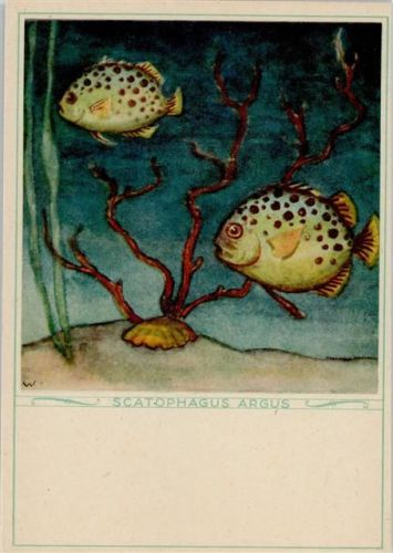 Argustfisch Fisch Künstlerkarte