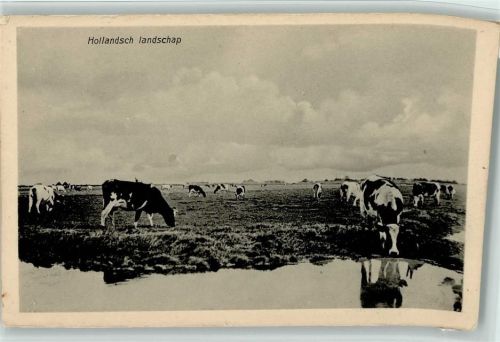 Hollandsch - weidende Viehherde