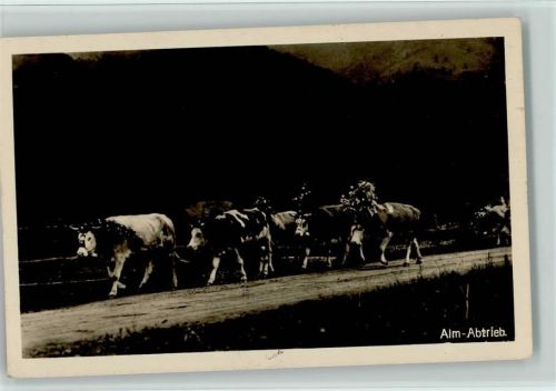 Alm Abtrieb Foto ca 1930 AK