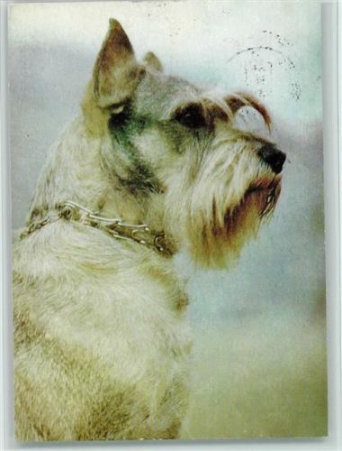 Schnauzer 1973 AK