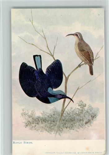 Private Post Card - Riele Birds