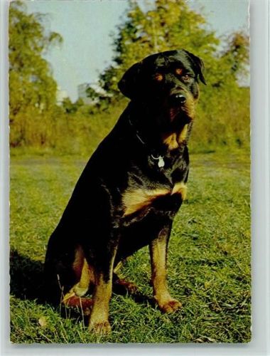 Rottweiler Zoecke Glanz Nr. 2445 AK