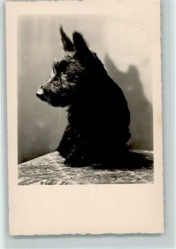 Scottisch Terrier Foto AK ca 1937 AK
