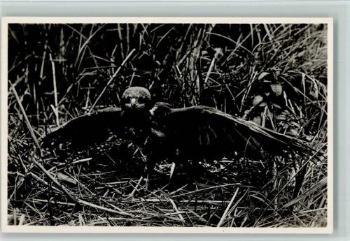 Habicht Rohrweihe - Vogelserie Nr. 11 Rouke & Erhart Foto AK