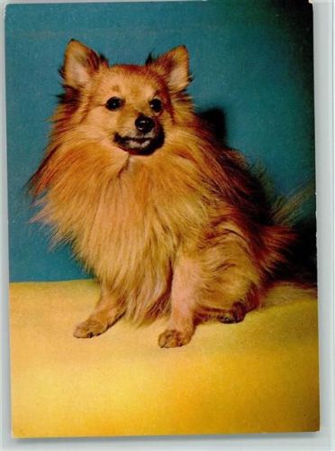 Zwerg Spitz ca 1965 AK Hund