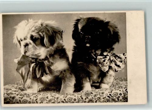 Zwei Pekinesen Welpen - Rassehunde Foto 1953 AK