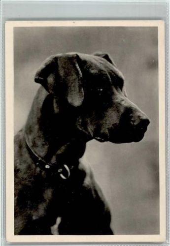 Rassehund ca 1938 AK