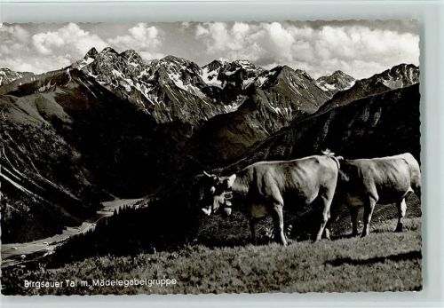 Birgsauer Tal - Alpvieh 1962 Foto AK