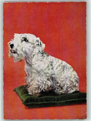 Terrier 1963 AK