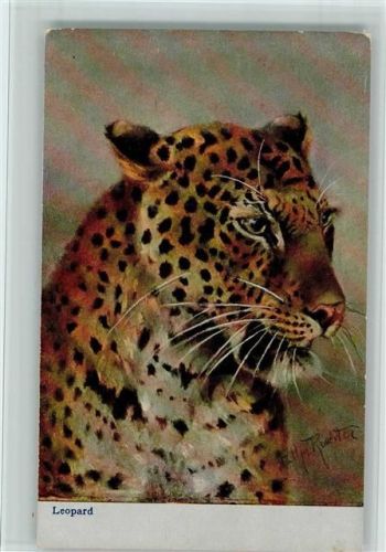 Leopard, gute Erhaltung - Verlag Max Sinz