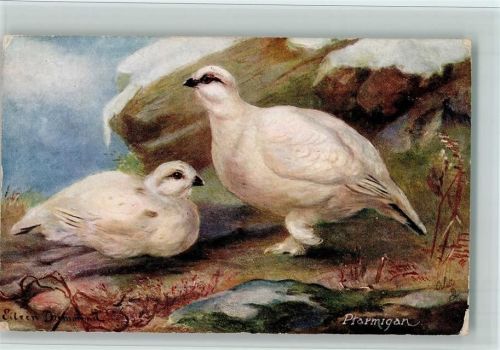 Tucks 9548 - The Ptarmigan Vogel Künstlerkarte