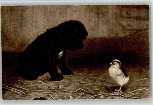 Welpe mit einem Küken im Stall ca 1915 AK