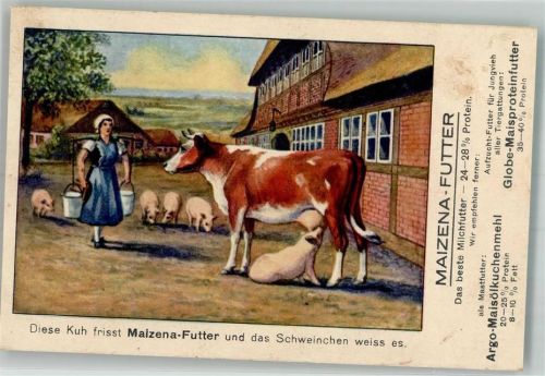 1927 Werbung Maizena Futter für das Schwein