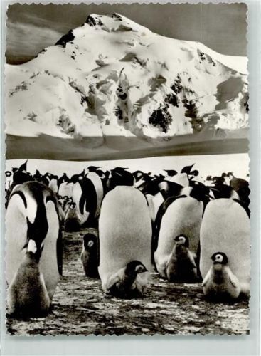 Expedition 1973/74 Antarktis Leiter : Herrligkoffer Bild: Pinguine