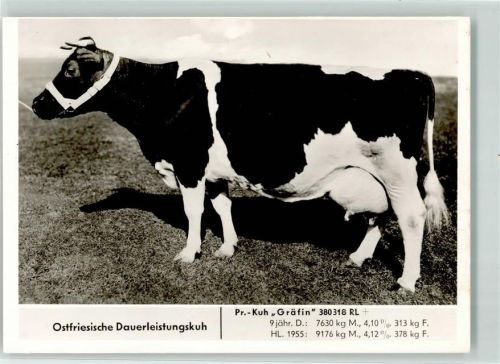 1955 Ostfries. Dauerleistungskuh Gräfin