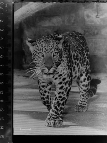 Hannover Leopard