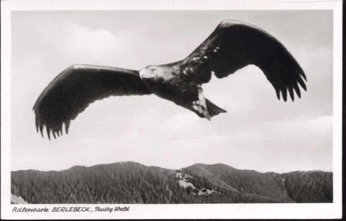 1953 Detmold: Adlerwarte Berlebeck, Kaiseradler -Sascha-