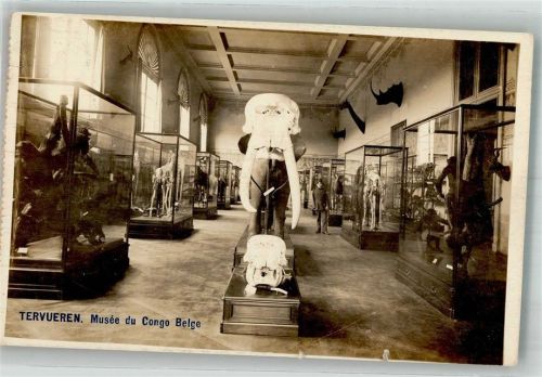 Tervuren 1919 Ausstellung Musée du Congo Belge Elefanten