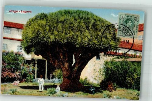 Santa Cruz 1912 Drago- Laguna Marke Bildseitig