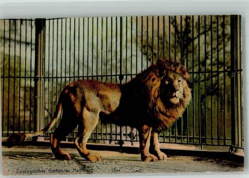 Stellingen 1909 Löwe im Zoologischen Garten