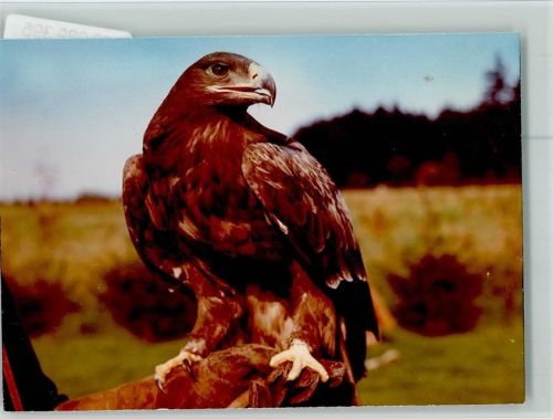 Silberborn Adler