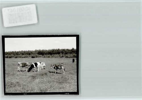 Grindau Heimatzoo, Kuhkälber