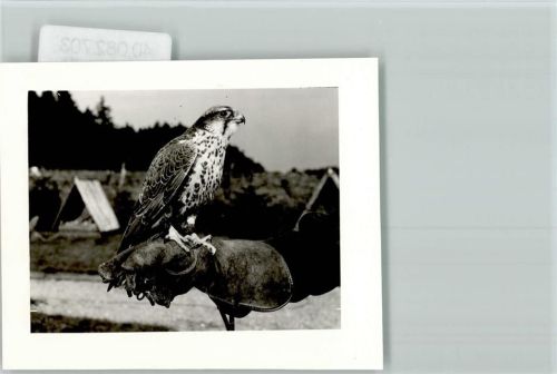 Silberborn Falke auf der Falknerhand