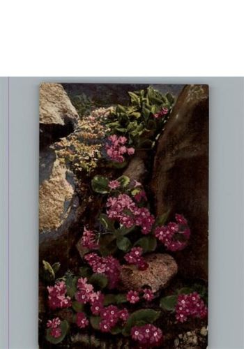 Blumen Photochromie Serie 546 Nr.1204