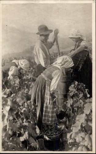 Weinlese