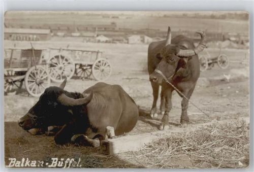 Balkan Büffel , Foto-Karte