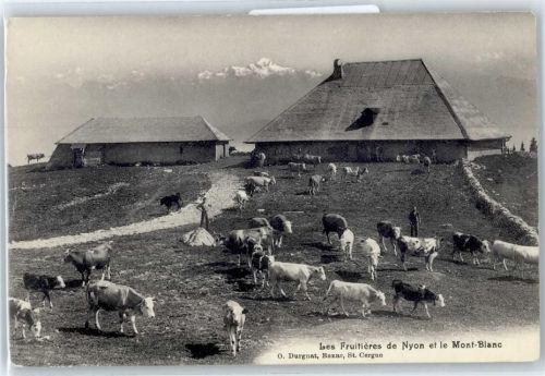 Kühe auf der Alp, Nyon et le Mont-Blanc