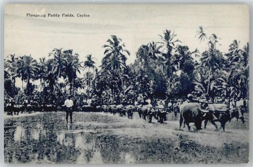 Büffel , Ceylon