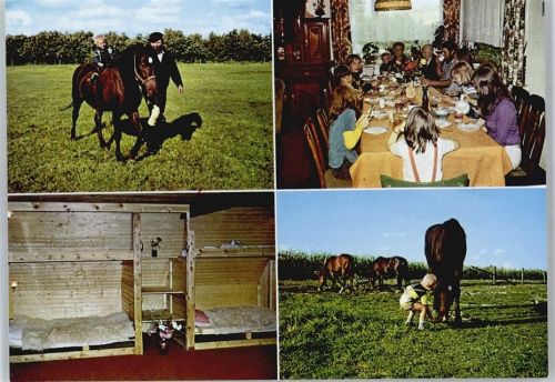 Nienkattbek Bauernhof Familie Reute, Pferd