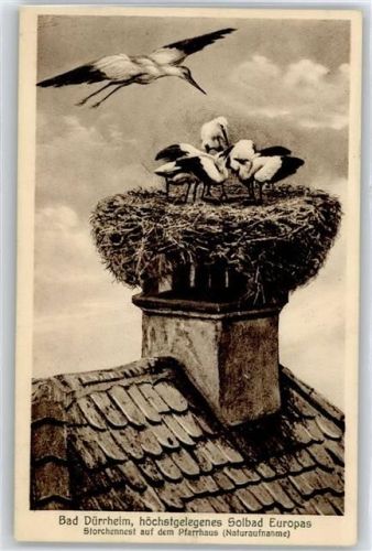 Bad Dürrheim Storchennest auf dem Pfarrhaus