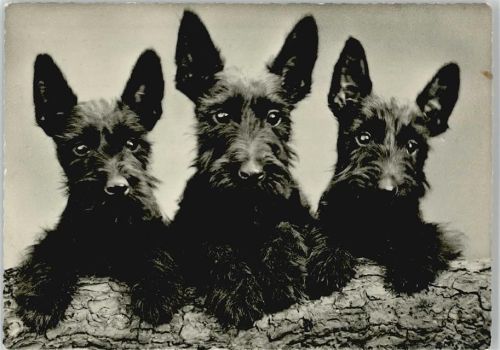 1955 Schottenterrier