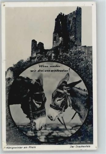 Königswinter Drachenfels Esel