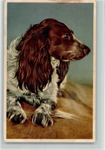 1953 Jagdhund Setter? AK