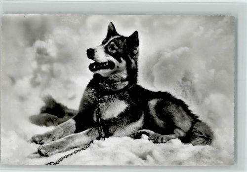 Polarhund Schlittenhund Winter